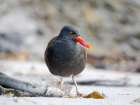 Blackish oystercatcher at the coast of Sea Lion Island, South America, Falkland Islands, spring Art Print
